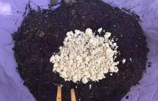 阳台就养一株这种花，花色柔美，持续开花，一次开爆盆成花海