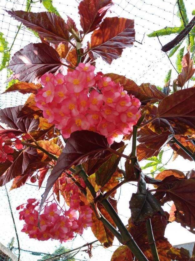 竹节海棠，春天正适合养，开花红红火火