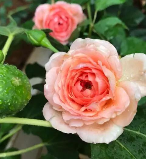 阳台就养一株这种花，花色柔美，持续开花，一次开爆盆成花海