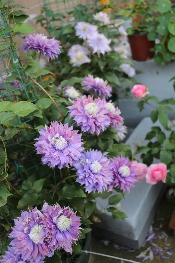 3种爬藤花是“开花大王”，家里养几盆，半年成花墙