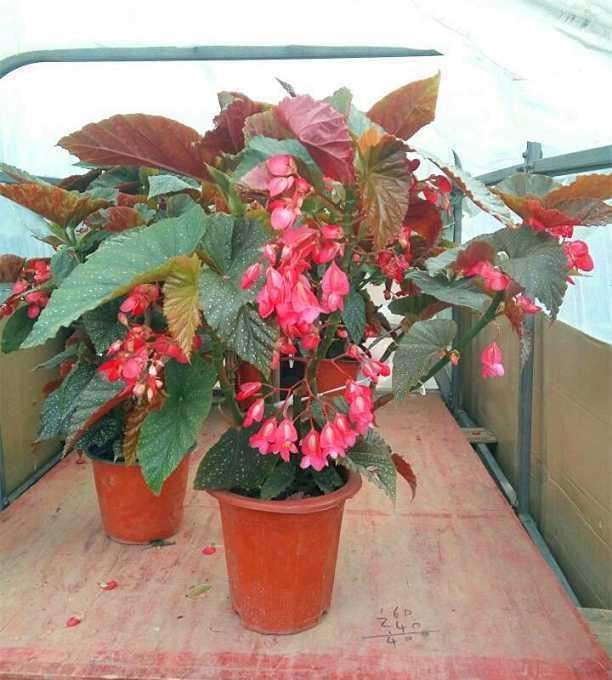 竹节海棠，春天正适合养，开花红红火火