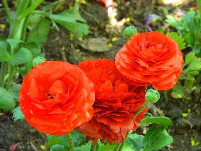 这种花比荷花美，比牡丹艳，上盆做好5件事，开花又大又多