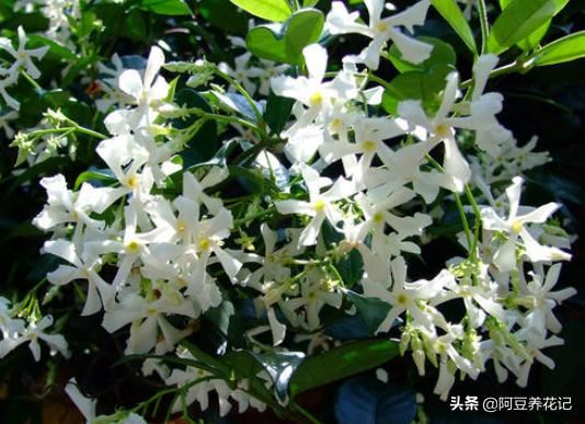 他花了3年，只养1种花，便打造出庭院花海，特漂亮！