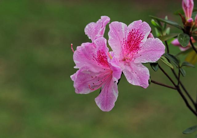 杜鹃花要如何种植？怎样才能养得花香袭人？不妨看一看！