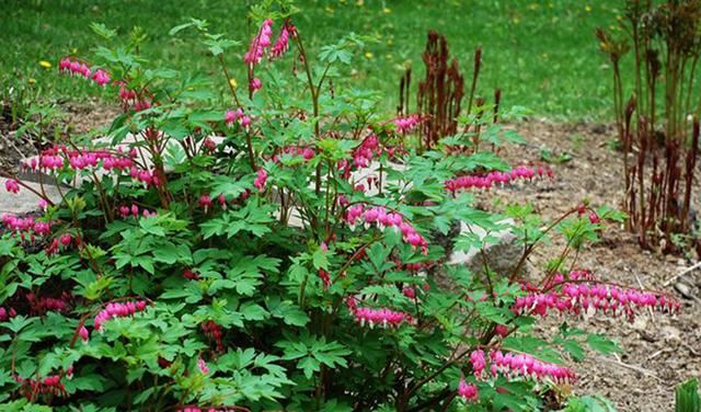 超耐寒超耐阴，做花境植物的绝佳选择