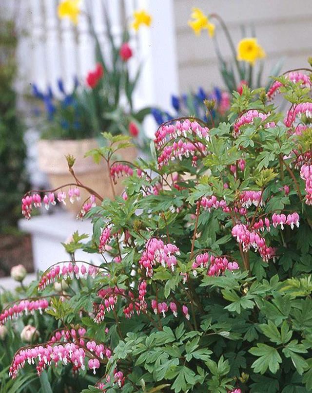 超耐寒超耐阴，做花境植物的绝佳选择