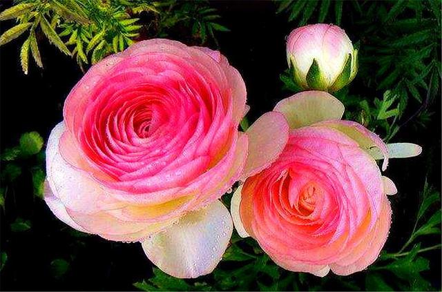 这种花比荷花美，比牡丹艳，上盆做好5件事，开花又大又多