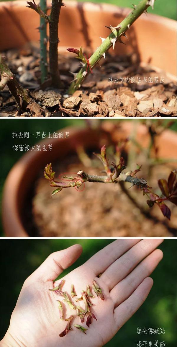 让龙沙宝石开爆的小诀窍在这里，赶紧看看，今年的开花都指望它啦