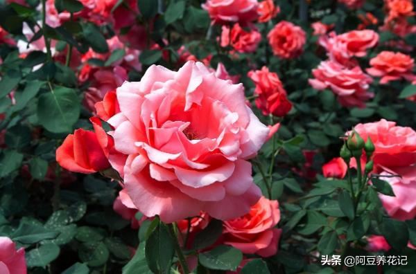 她只花1年时间，在庭院养2种植物，花开似海，香气四溢，路人称赞