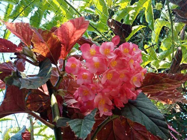 竹节海棠，春天正适合养，开花红红火火