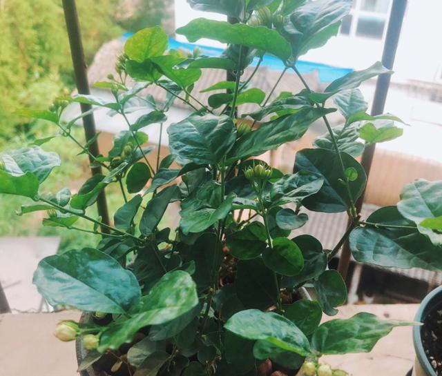 5种花现在就要勤施肥，每隔10天灌点它，花苞咕噜咕噜冒出来