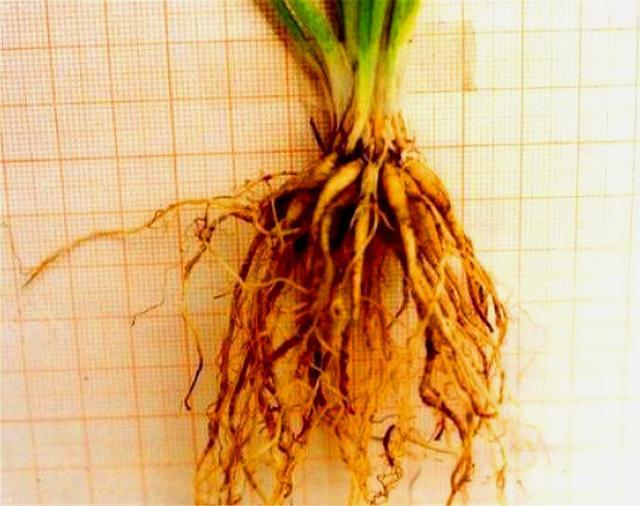 这种花比荷花美，比牡丹艳，上盆做好5件事，开花又大又多