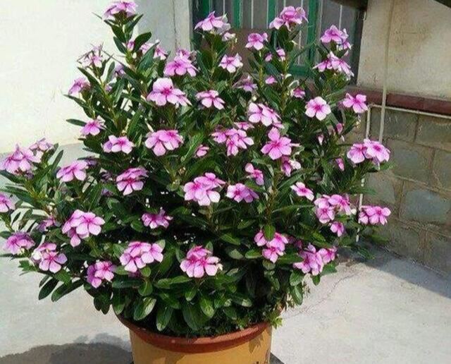 修剪长春花，一杆托3枝，3枝托9杈，越剪越丰满，长成小花树