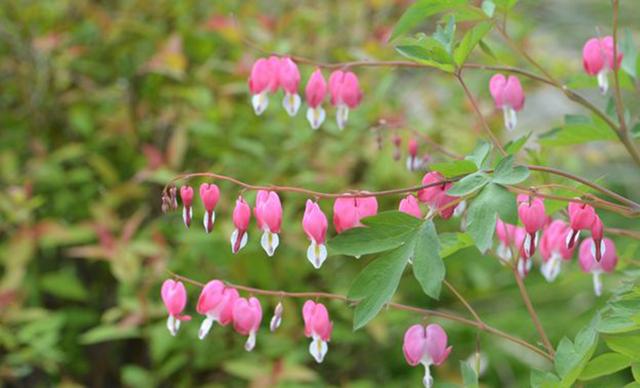 超耐寒超耐阴，做花境植物的绝佳选择