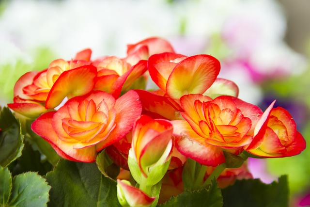 盆栽秋海棠出现难开花，学好播种繁殖技巧，使其多年开花也不难