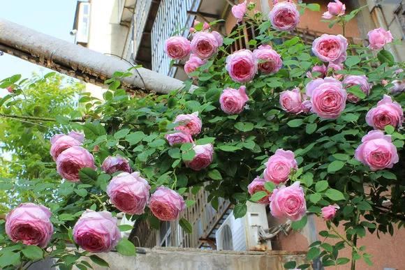 3种爬藤花是“开花大王”，家里养几盆，半年成花墙