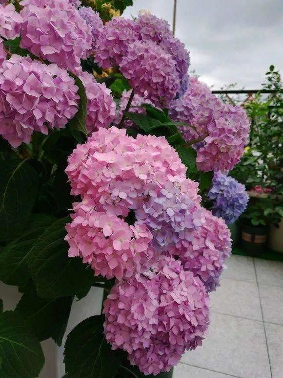 无尽夏，凭实力挤爆阳台的绣球花，施点技法让它的花色妖起来！