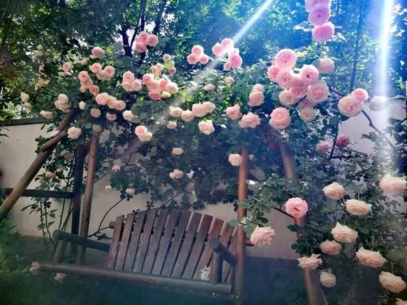 3种爬藤花是“开花大王”，家里养几盆，半年成花墙