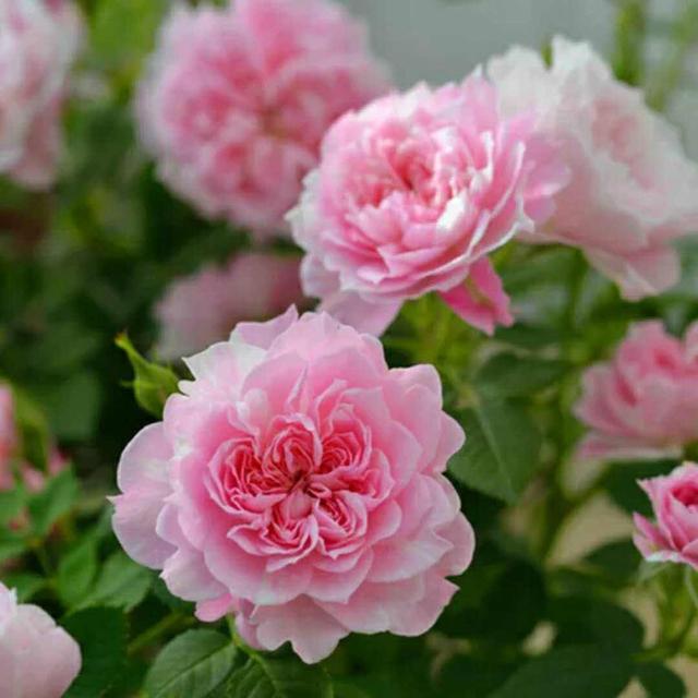 春天开花爆盆的2个品种，开花美是颜值担当，各种一棵当个宝