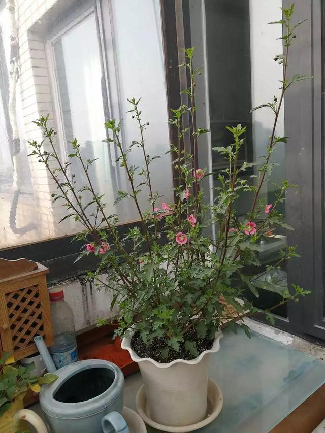 小木槿是这样爆盆的：教你3个小妙招，养出花团锦簇般的小木槿