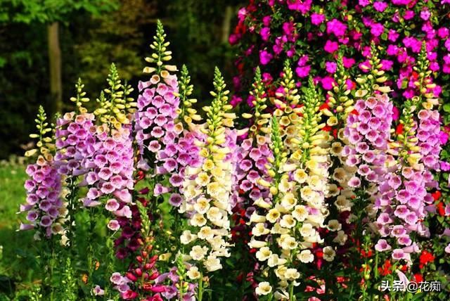 超美毛地黄，1米多高的花箭开满花，种一次年年花开不断