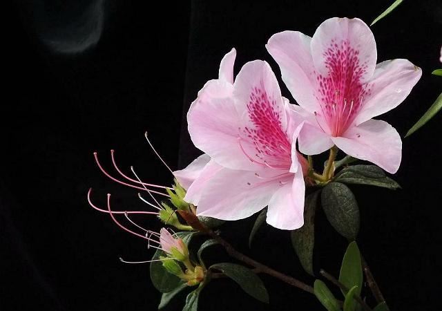 杜鹃花要如何种植？怎样才能养得花香袭人？不妨看一看！