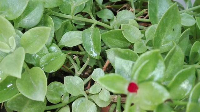 牡丹吊兰插枝后出现叶片暗淡？做好这7点，叶绿花艳并不难