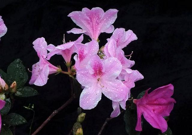 杜鹃花要如何种植？怎样才能养得花香袭人？不妨看一看！