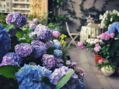 无尽夏，凭实力挤爆阳台的绣球花，施点技法让它的花色妖起来！