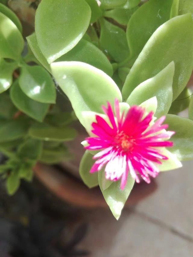 牡丹吊兰插枝后出现叶片暗淡？做好这7点，叶绿花艳并不难