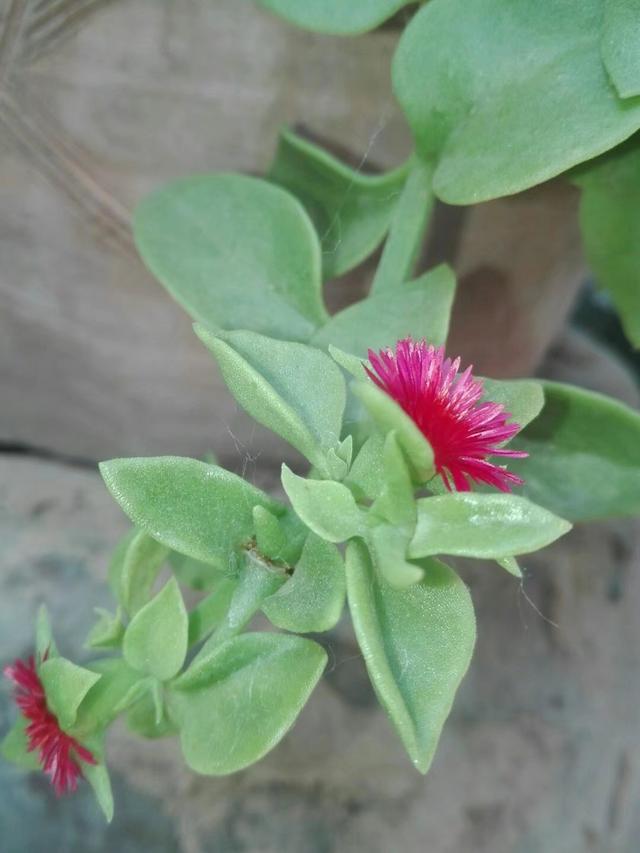 牡丹吊兰插枝后出现叶片暗淡？做好这7点，叶绿花艳并不难