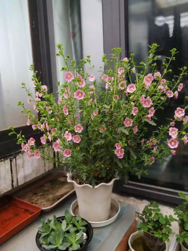 小木槿是这样爆盆的：教你3个小妙招，养出花团锦簇般的小木槿
