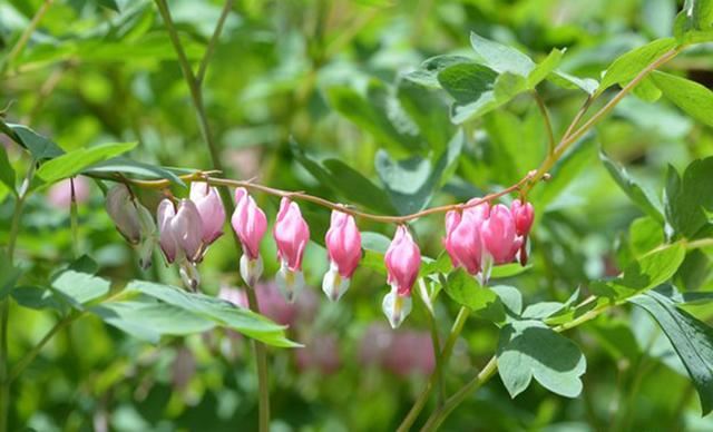 超耐寒超耐阴，做花境植物的绝佳选择