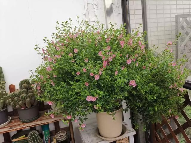 小木槿是这样爆盆的：教你3个小妙招，养出花团锦簇般的小木槿