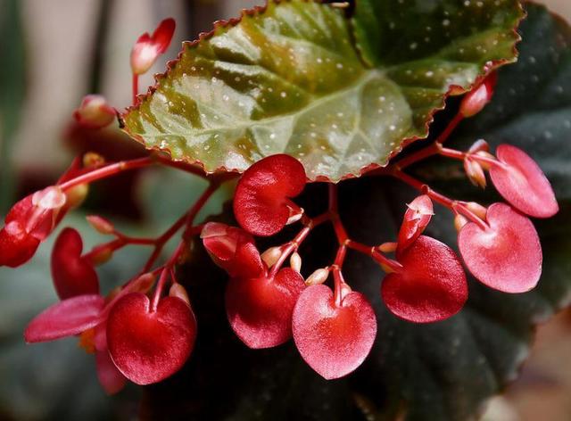 竹节海棠，春天正适合养，开花红红火火