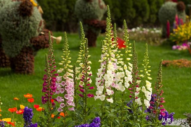 超美毛地黄，1米多高的花箭开满花，种一次年年花开不断