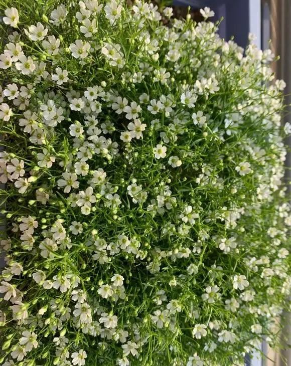 学会满天星播种繁殖，买一盆以后就不用再买了，养花乐趣就是这样