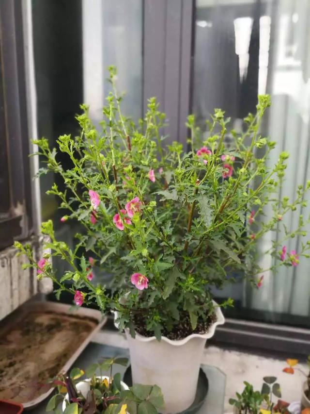 小木槿是这样爆盆的：教你3个小妙招，养出花团锦簇般的小木槿