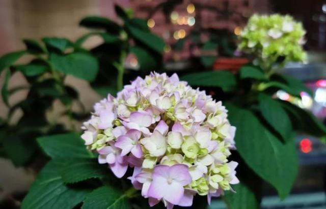 手把手教你盆栽绣球花，做好这几点，花团锦簇，枝头满是花
