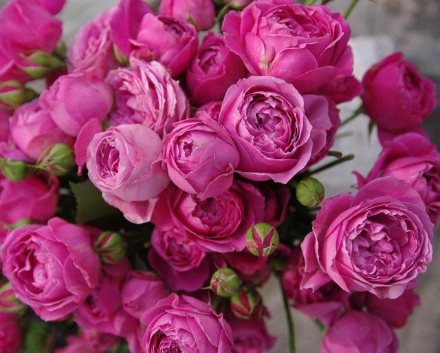 春天开花爆盆的2个品种，开花美是颜值担当，各种一棵当个宝