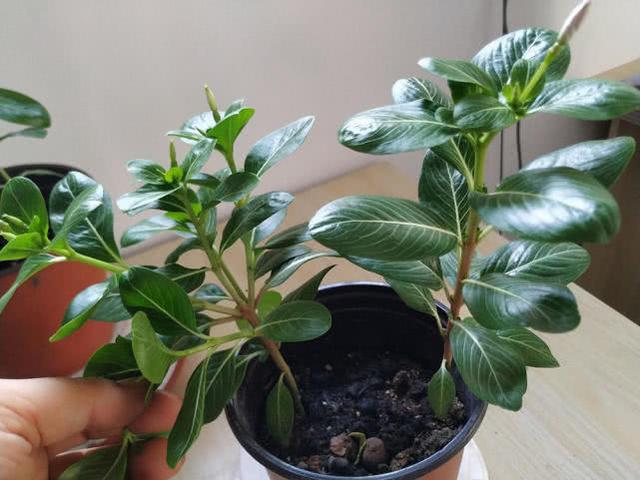 修剪长春花，一杆托3枝，3枝托9杈，越剪越丰满，长成小花树