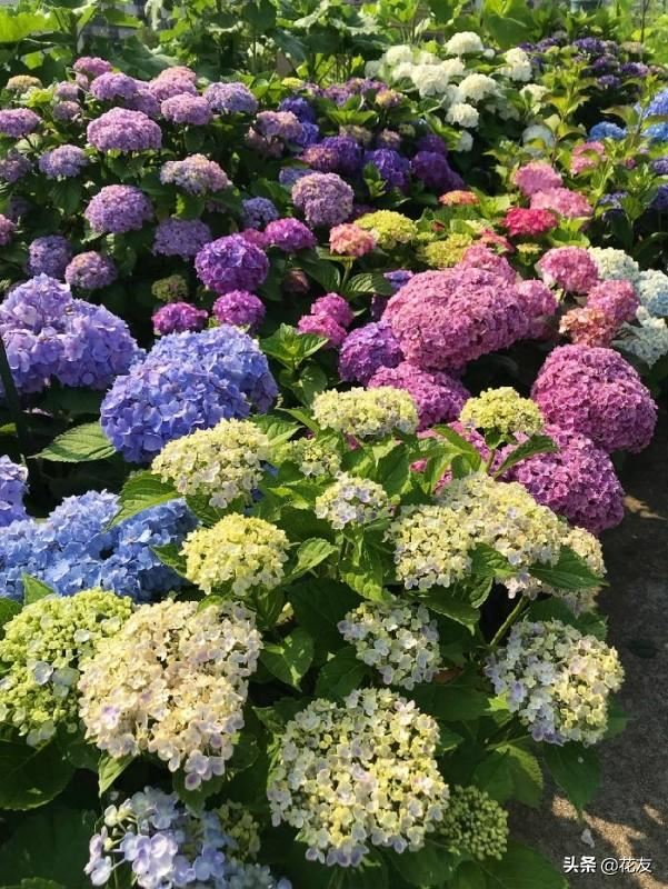 绣球花栽培六要点，大水大肥花色艳，丰满紧凑需修剪