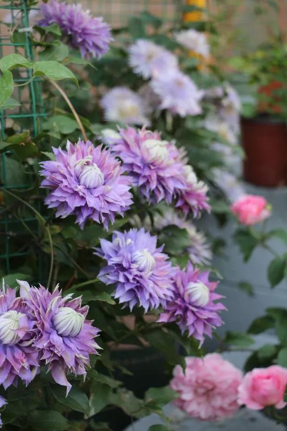 3种爬藤花是“开花大王”，家里养几盆，半年成花墙