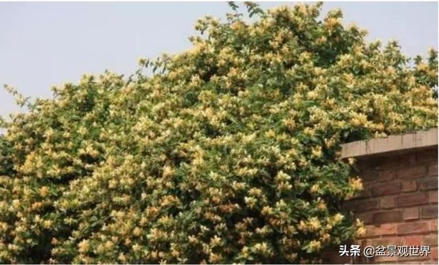 超美爬藤植物！终于齐啦~