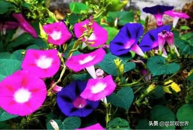 超美爬藤植物！终于齐啦~