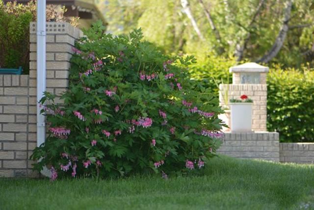 超耐寒超耐阴，做花境植物的绝佳选择