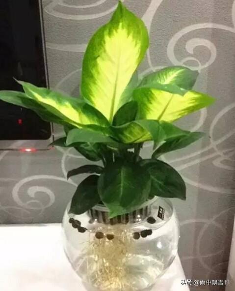 水培养花卉，做好这几点，花卉绿植长势好，花期长久不凋谢