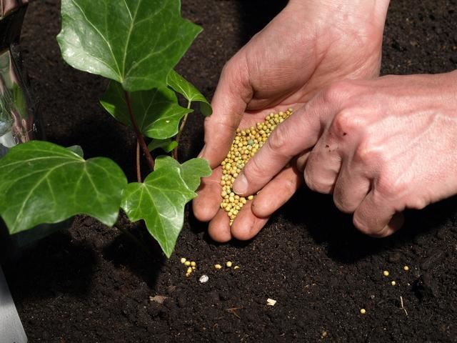 红掌不开花不用怕，教你几个小妙招，花开一大盆