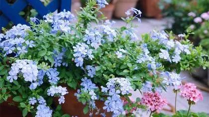 一面院墙，一个植物，一片花海~