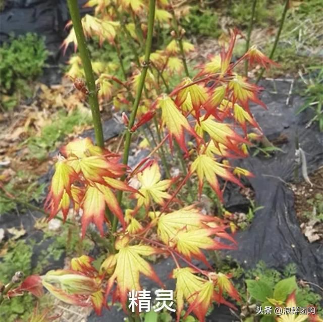 网红庭院花园必备的38种枫树和4种紫藤